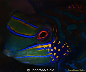 manda portrait by Jonathan Sala 